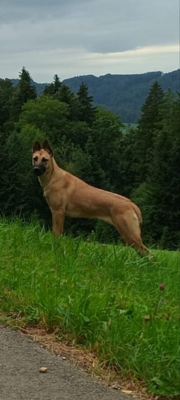 dekreu gezocht in de husky of kangal families, Dieren en Toebehoren, Honden | Dekreuen, 1 tot 2 jaar, Teef, Parvo, Eén hond