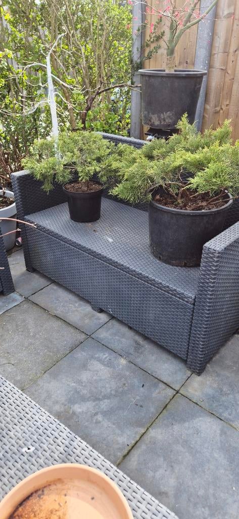 juniperus bonsai Startmatriaal 2 voor 60, Ophalen of Verzenden, Minder dan 30 cm