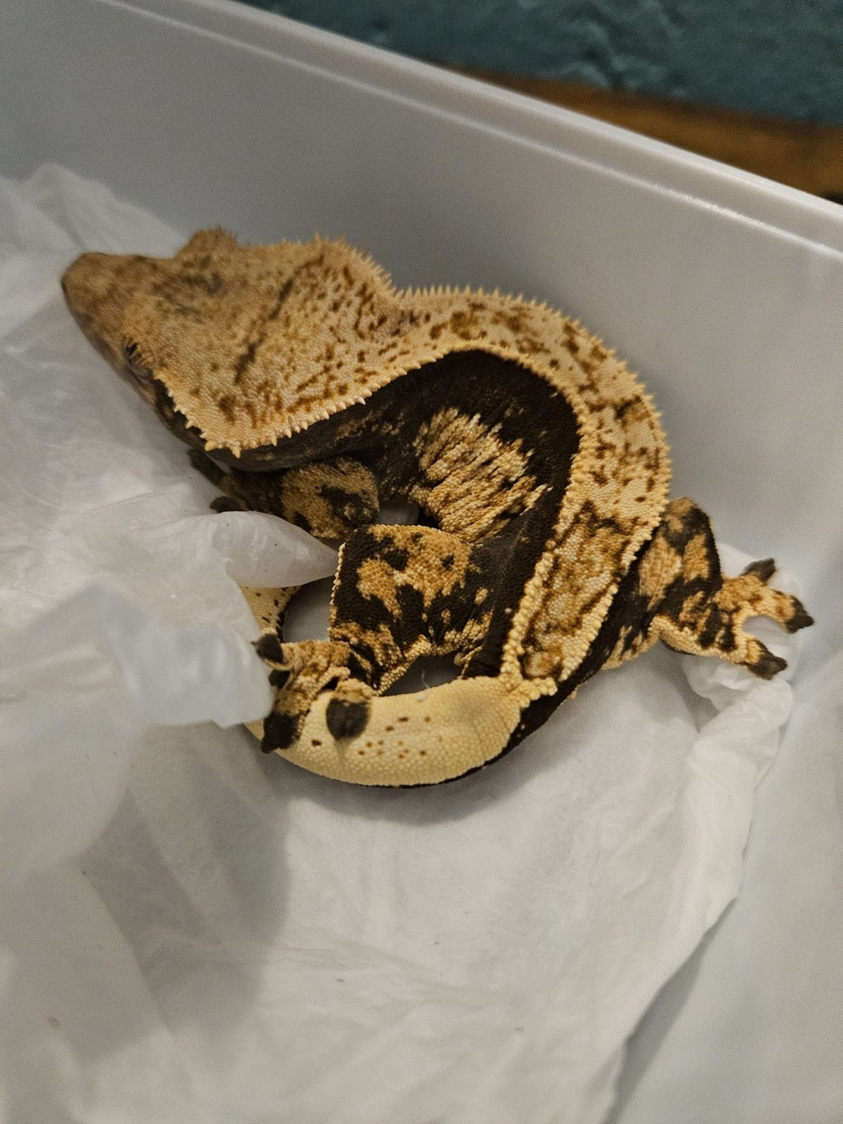 Wimpergekko Vrouw - Dark Base Harlequin Crested Gecko photo 4