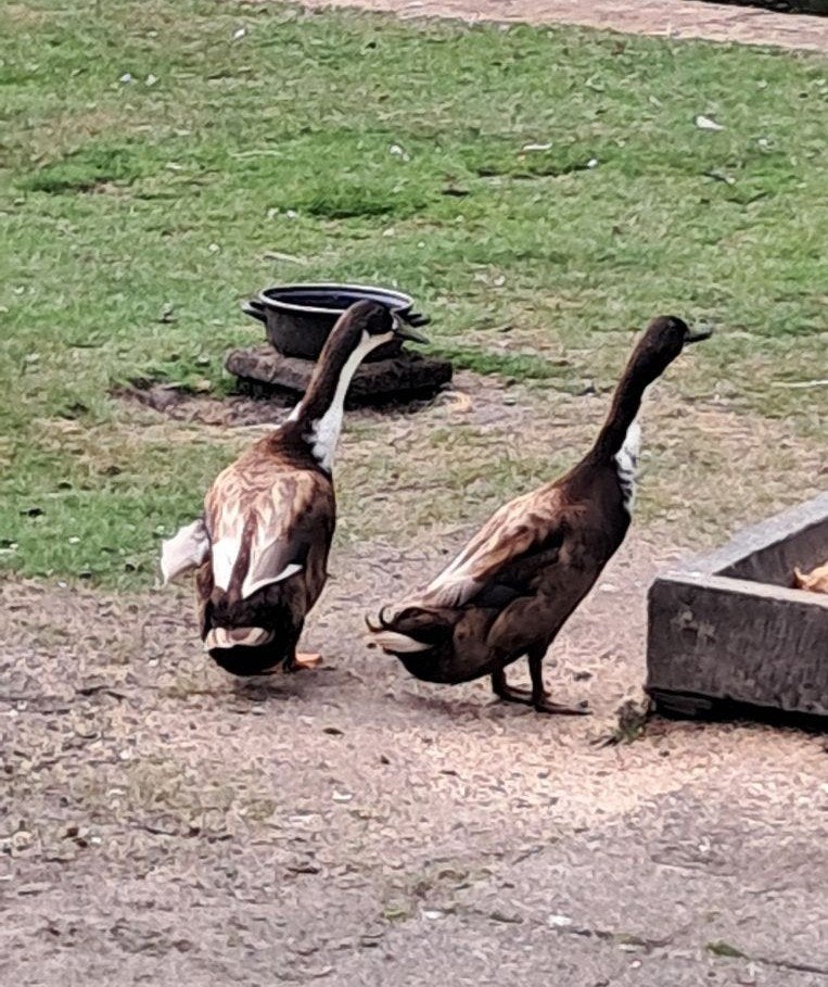twee flinke LOOPEENDEN, WOERD. handmak supergezond, Dieren en Toebehoren, Pluimvee, Mannelijk, Eend
