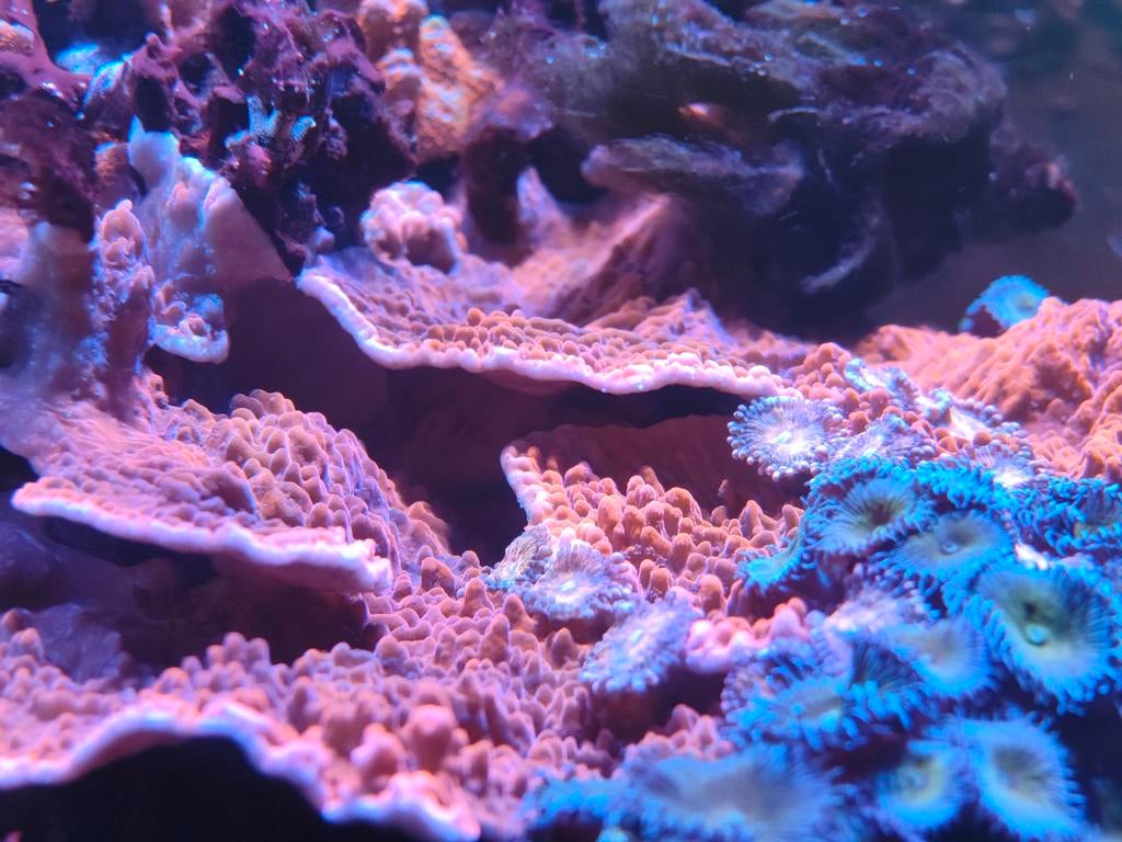 Koraal montipora plaat en digitata forest fire. HELE STEEN, Dieren en Toebehoren, Vissen | Aquariumvissen, Overige typen