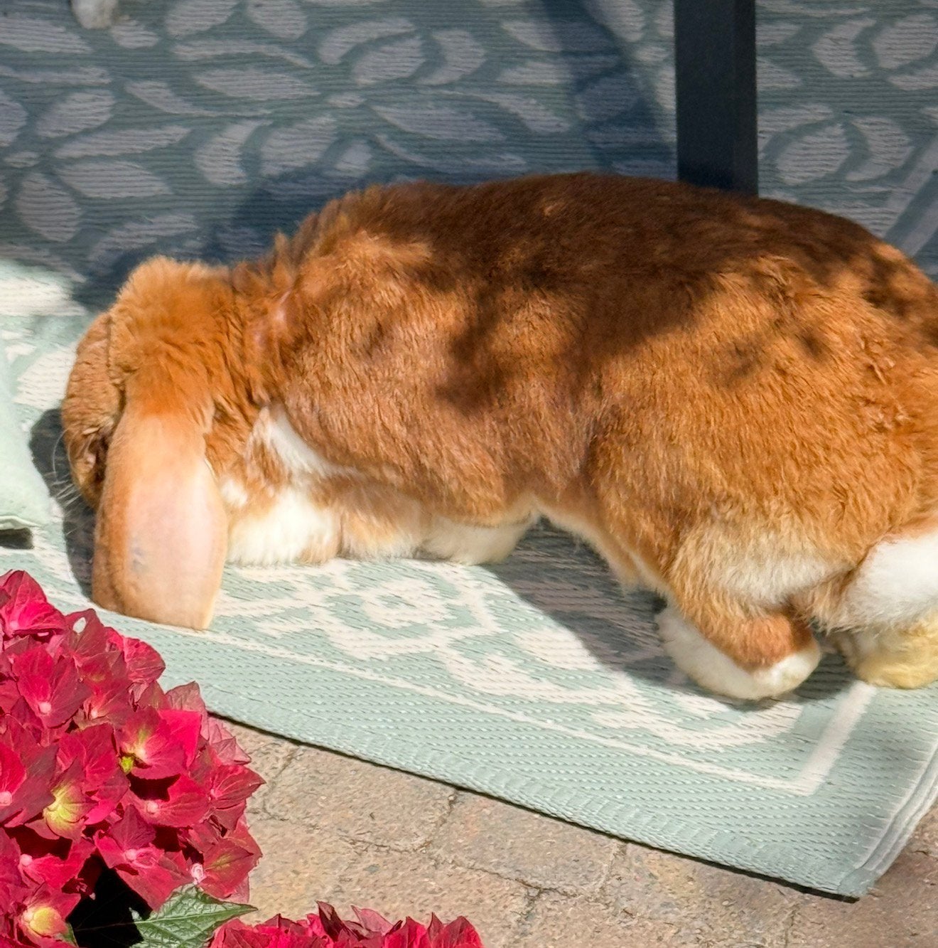 Franse hangoor voedster, Dieren en Toebehoren, Konijnen, Vrouwelijk, Groot, Hangoor
