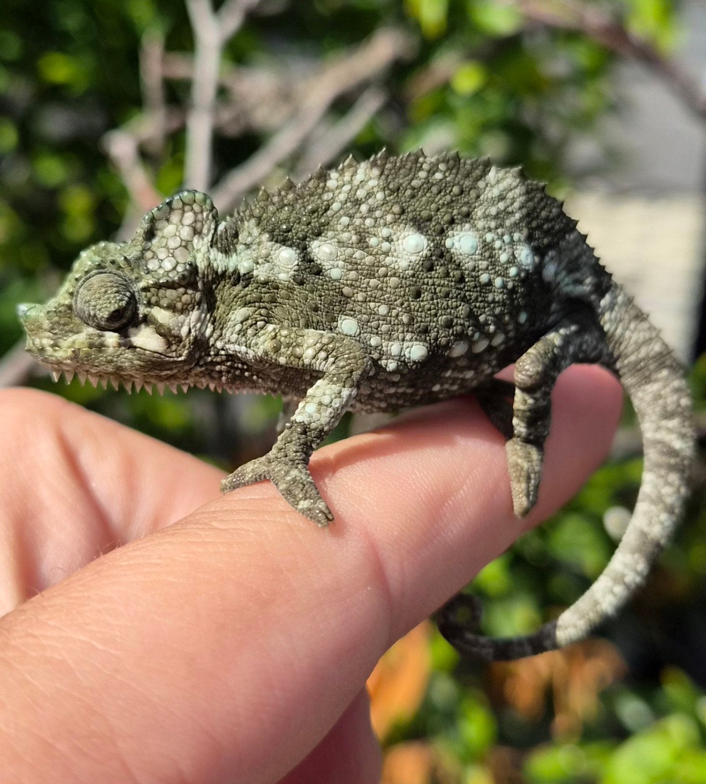 Helmkameleon (Trioceros Hoehnelii) nakweek Chameleon photo 4