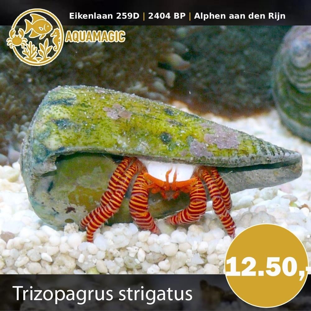 trizopagrus strigatus, Dieren en Toebehoren, Kreeft, Krab of Garnaal, Zoutwatervis