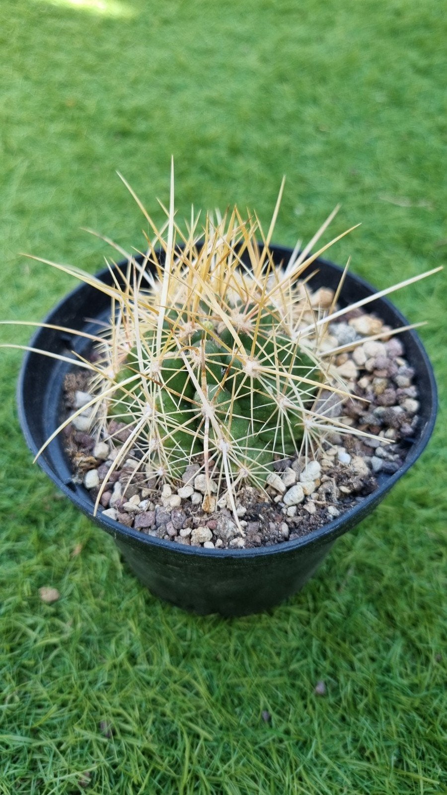 CACTUS PLANT THELOCACTUS BICOLOR BOLANSIS, Ophalen of Verzenden, Cactus, Volle zon, Minder dan 100 cm