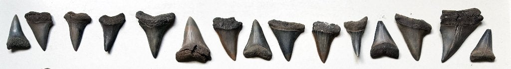Haaientanden Carcharodon hastalis (Mill), Ophalen of Verzenden, Fossiel