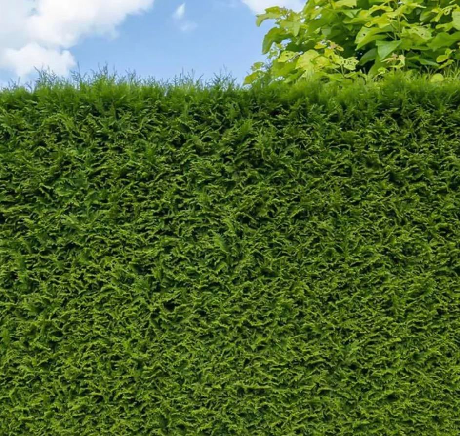 Conifeer THUJA, Ophalen of Verzenden, Conifeer, 100 tot 250 cm