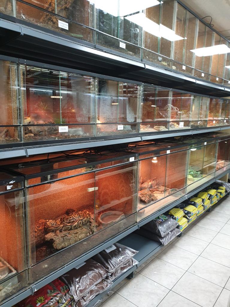Nieuwe koningspythons en kameleons binnen!, 0 tot 2 jaar