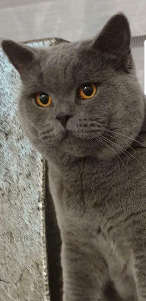 Britse Korthaar Dekkater MET DEKKINGGARANTIE, Dieren en Toebehoren, 0 tot 2 jaar