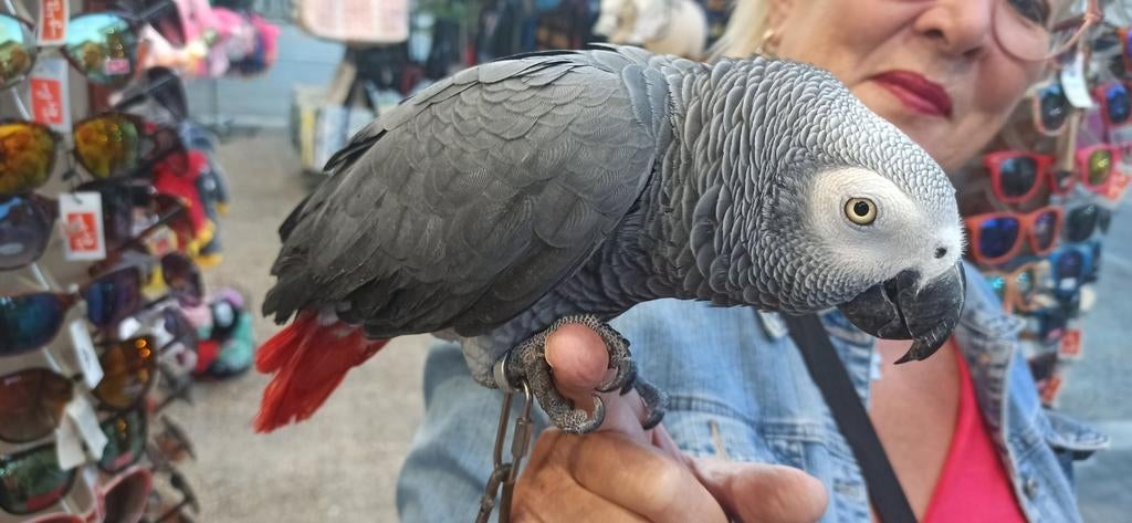 Super tamme grijze roodstaart met cites certificaat, Dieren en Toebehoren, Vogels | Parkieten en Papegaaien, Mannelijk, Papegaai