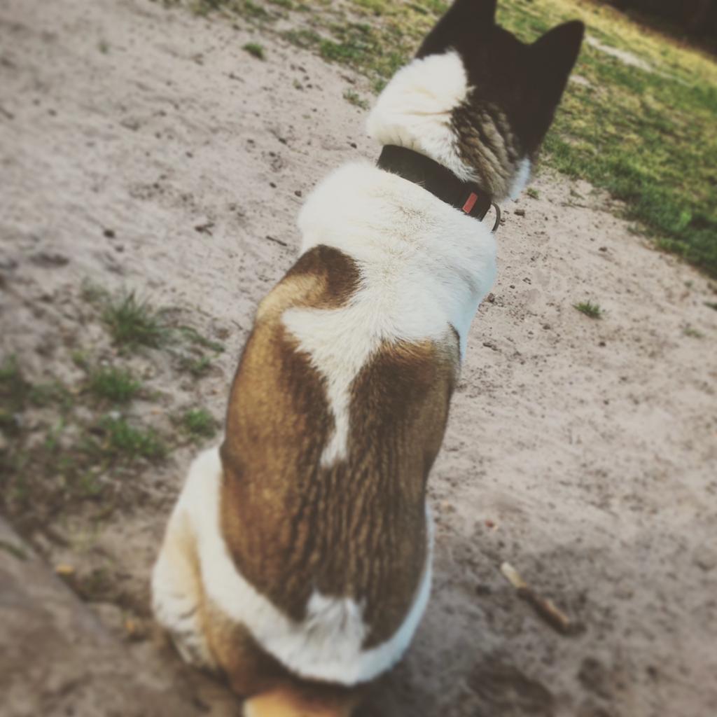 Amerikaanse akita dek reu 300 euro, Dieren en Toebehoren, 6 jaar of ouder, CDV (hondenziekte), Eén hond, Nederland