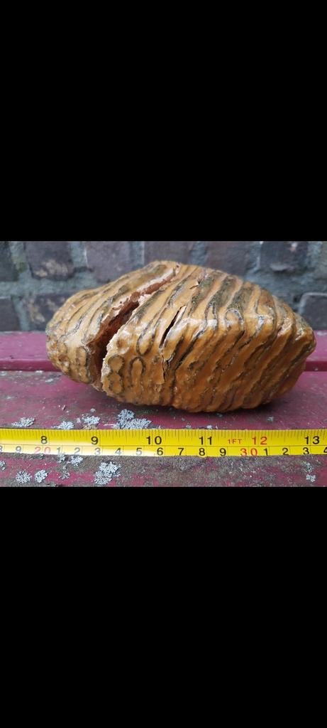 Mammoet kies mammuthus kies kaak Pleistoceen kiezen wolharig, Verzamelen, Mineralen en Fossielen, Ophalen of Verzenden, Fossiel