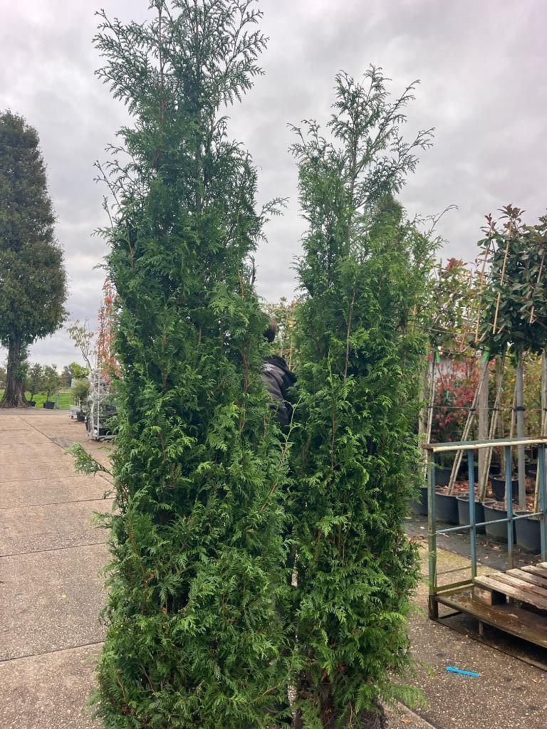 Haagconifeer, Thuja plicata 'Gelderland' 260-280 cm hoog, Ophalen, Conifeer, Haag, 250 cm of meer