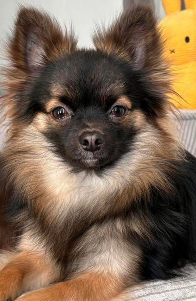 Chihuahua dekreu ter dekking aangeboden (niet te koop!), Dieren en Toebehoren, Parvo, Reu, 1 tot 2 jaar, Eén hond