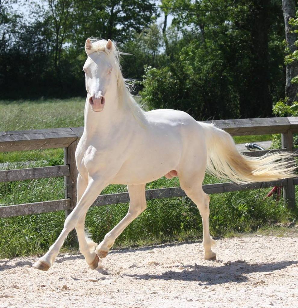 Unieke dekhengsten, cremello homozygoot champagne en zwart!, Hengst