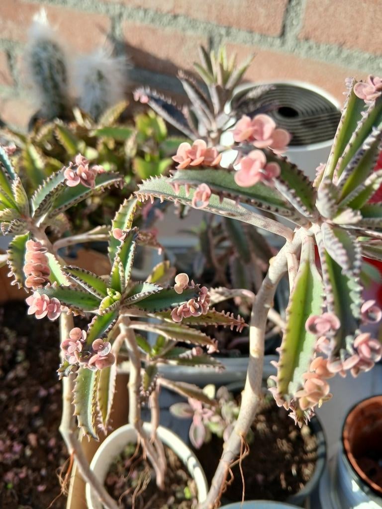 Kalachoe Pink butterfly stekjes, Huis en Inrichting, Kamerplanten, Ophalen, Halfschaduw, Minder dan 100 cm