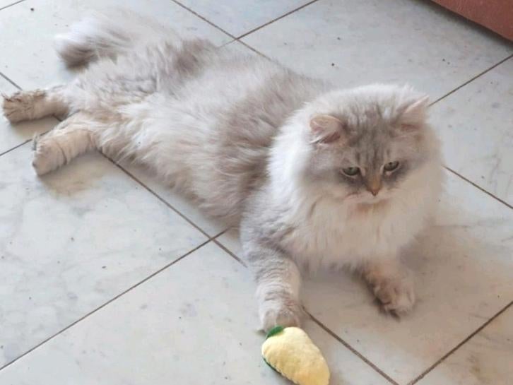 Dekkater Britse Langhaar, Stamboom, black silver, 0 tot 2 jaar