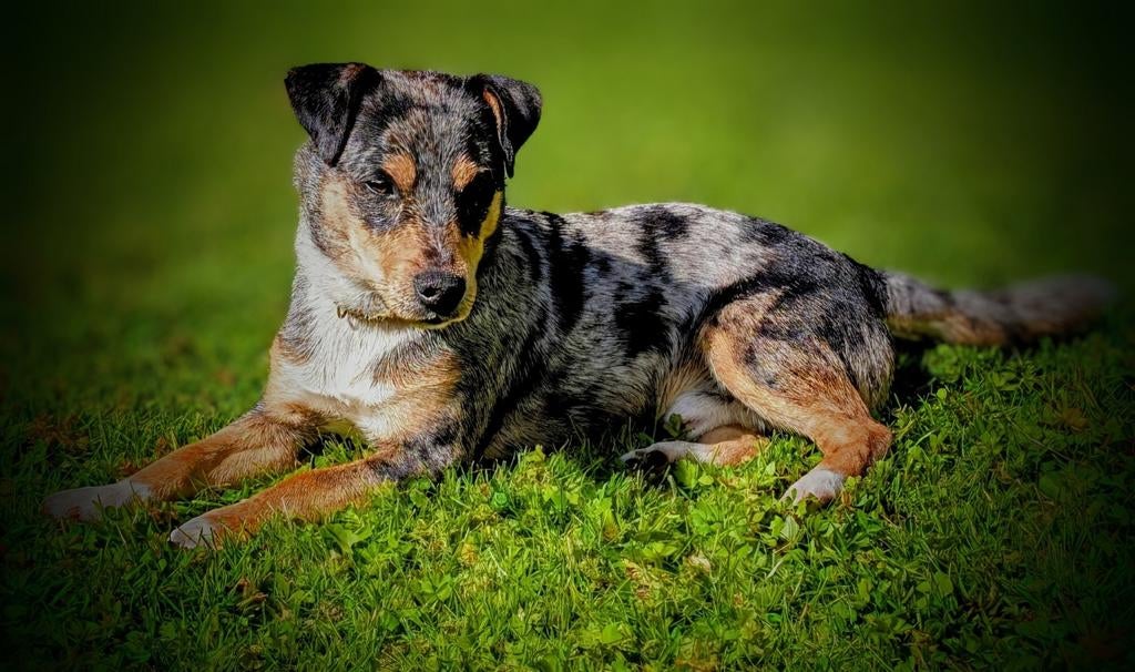 Jack Russell blue merle dekreu, Dieren en Toebehoren, Honden | Dekreuen, Parvo, Reu, Eén hond, 3 tot 5 jaar