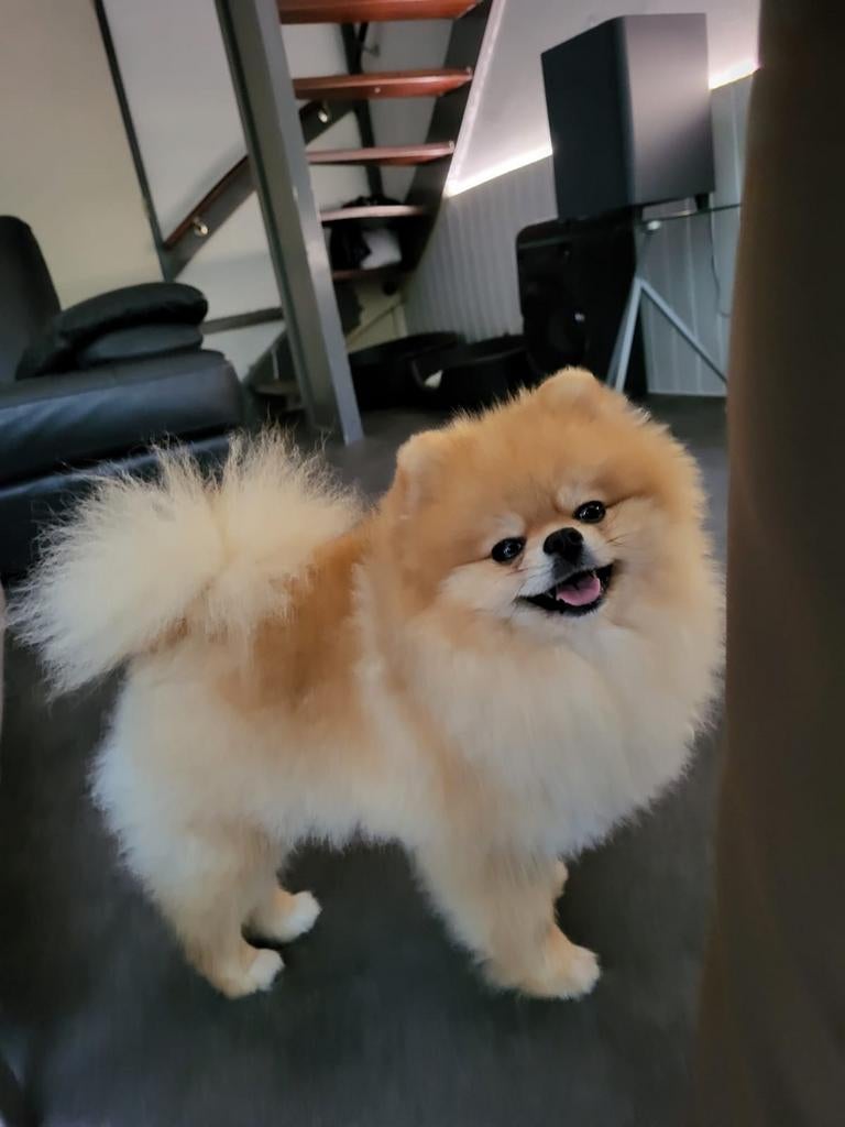 Supermooie dekreu (niet te koop), Parvo, Reu, 1 tot 2 jaar, Eén hond