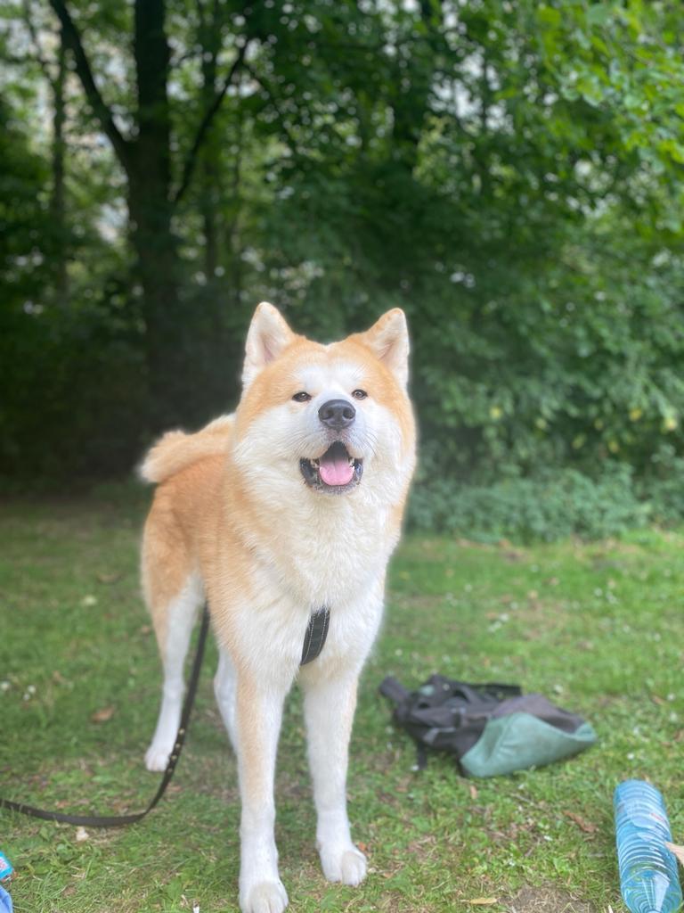 Akira inu dekreu (niet te koop), Reu, Parvo, Eén hond, 3 tot 5 jaar