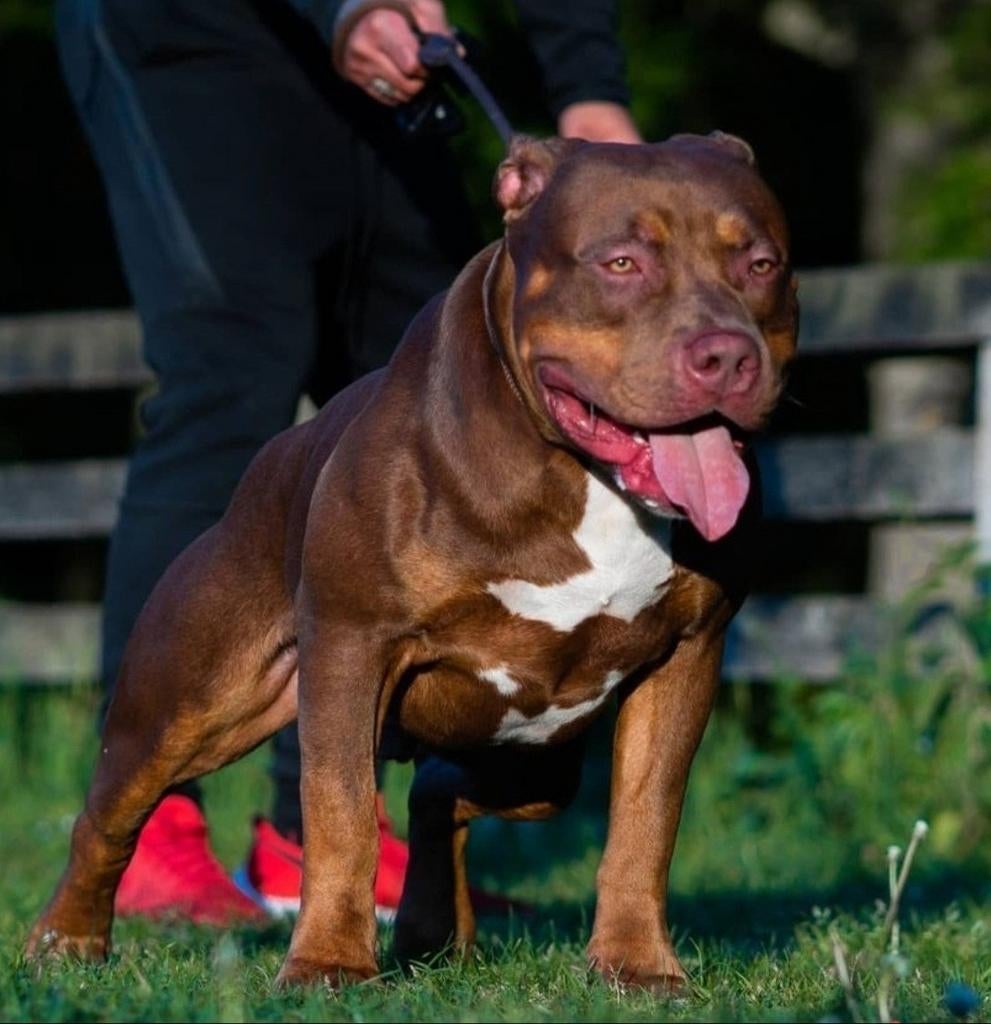 American XL Bully dekreuen chocolate en lilac tri color, Eén hond, 3 tot 5 jaar, Nederland, Particulier