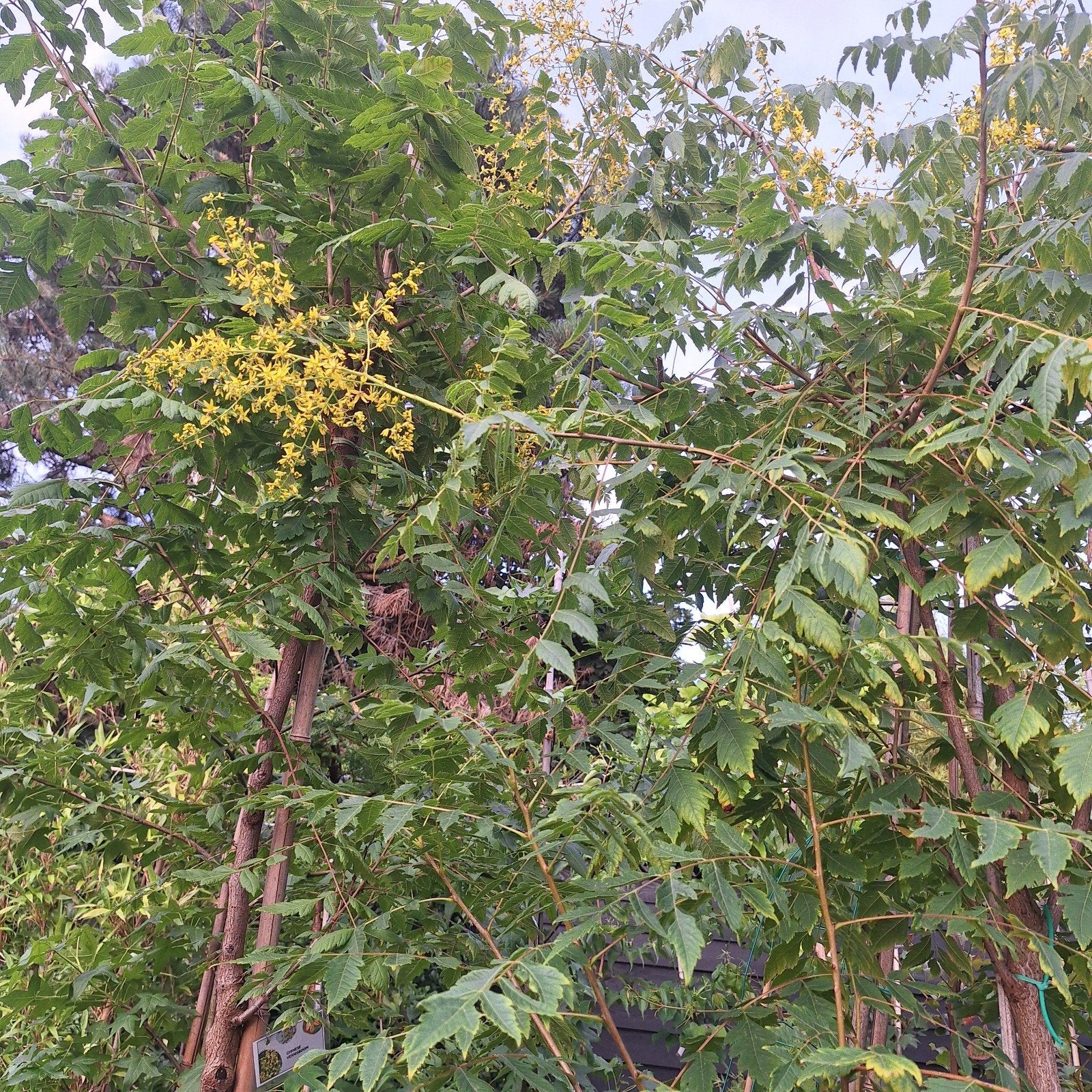Koelreuteria paniculata - Chinese Vernisboom, Tuin en Terras, Planten | Bomen, Ophalen, Volle zon, Overige soorten