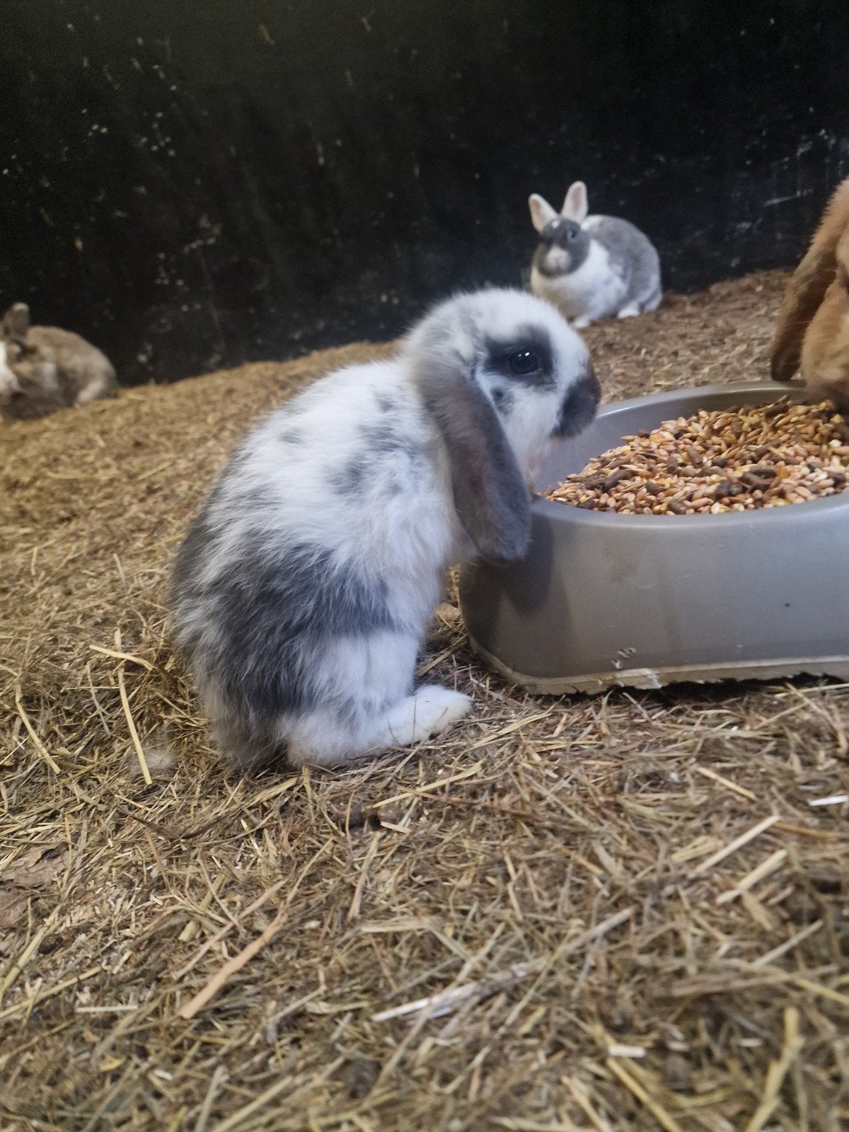 jonge konijntjes te koop, Dieren en Toebehoren, Meerdere dieren