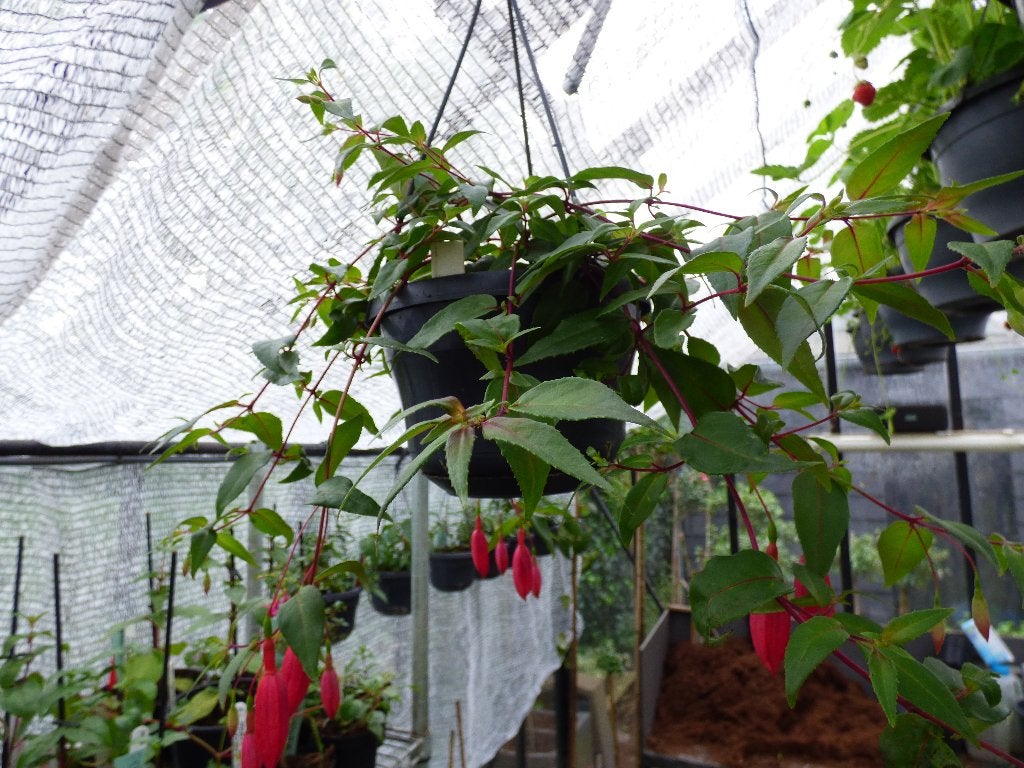 Fuchsia hanger, Tuin en Terras, Volle zon, Eenjarig, Zomer, Ophalen