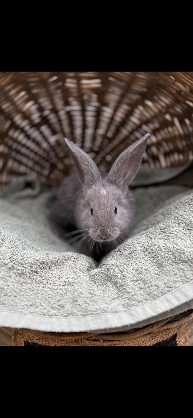 Duitse reuzen XXL rammetjes, Dieren en Toebehoren, Mannelijk, Groot, 0 tot 2 jaar