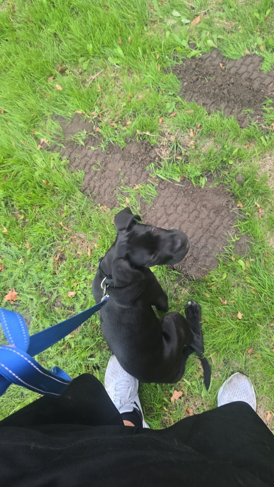 cane corso 4 month, Dieren en Toebehoren, 15 weken tot 1 jaar, Reu, Eén hond, Nederland