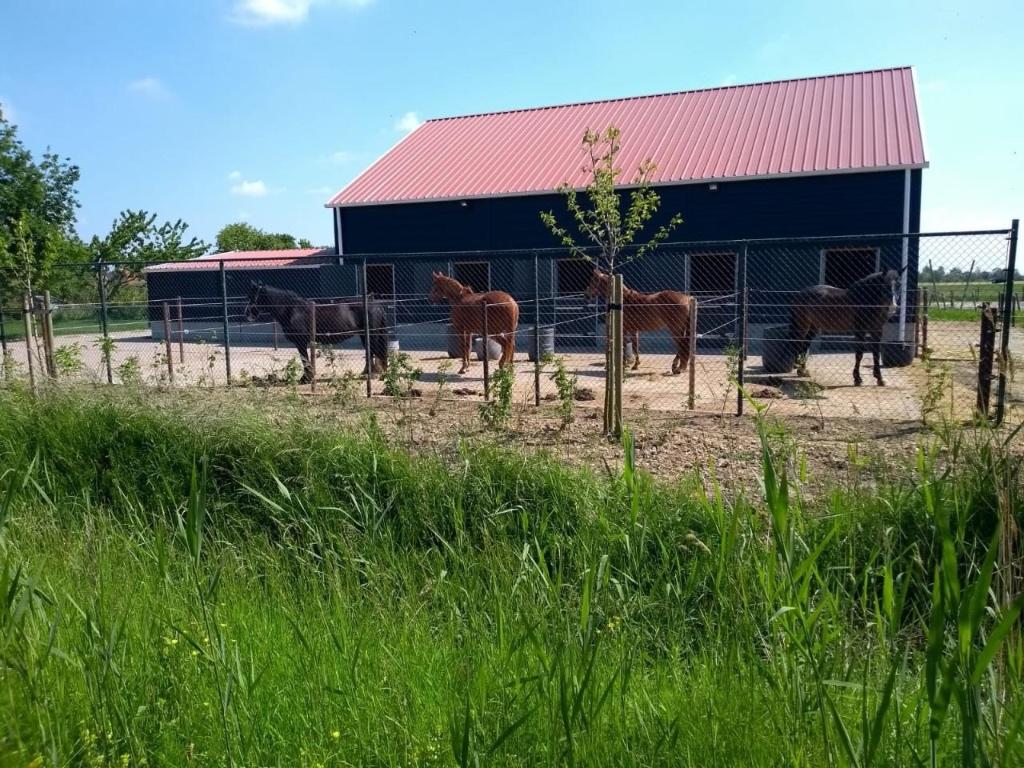 Gratis paarden/pony stalling omgeving Den Haag gezocht, Weidegang, 4 paarden of pony's of meer