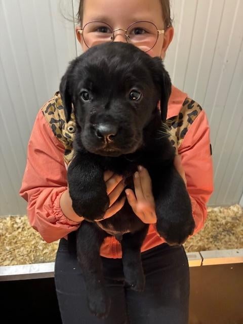 Mogen nu weg !! Pracht. zw. labrador pups te koop met stamb., Parvo, 8 tot 15 weken, Labrador retriever, Meerdere