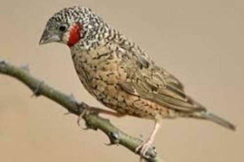 Iisabel bandvink rood en geelband mannen en poppen, Dieren en Toebehoren, Vogels | Overige Vogels, Meerdere dieren