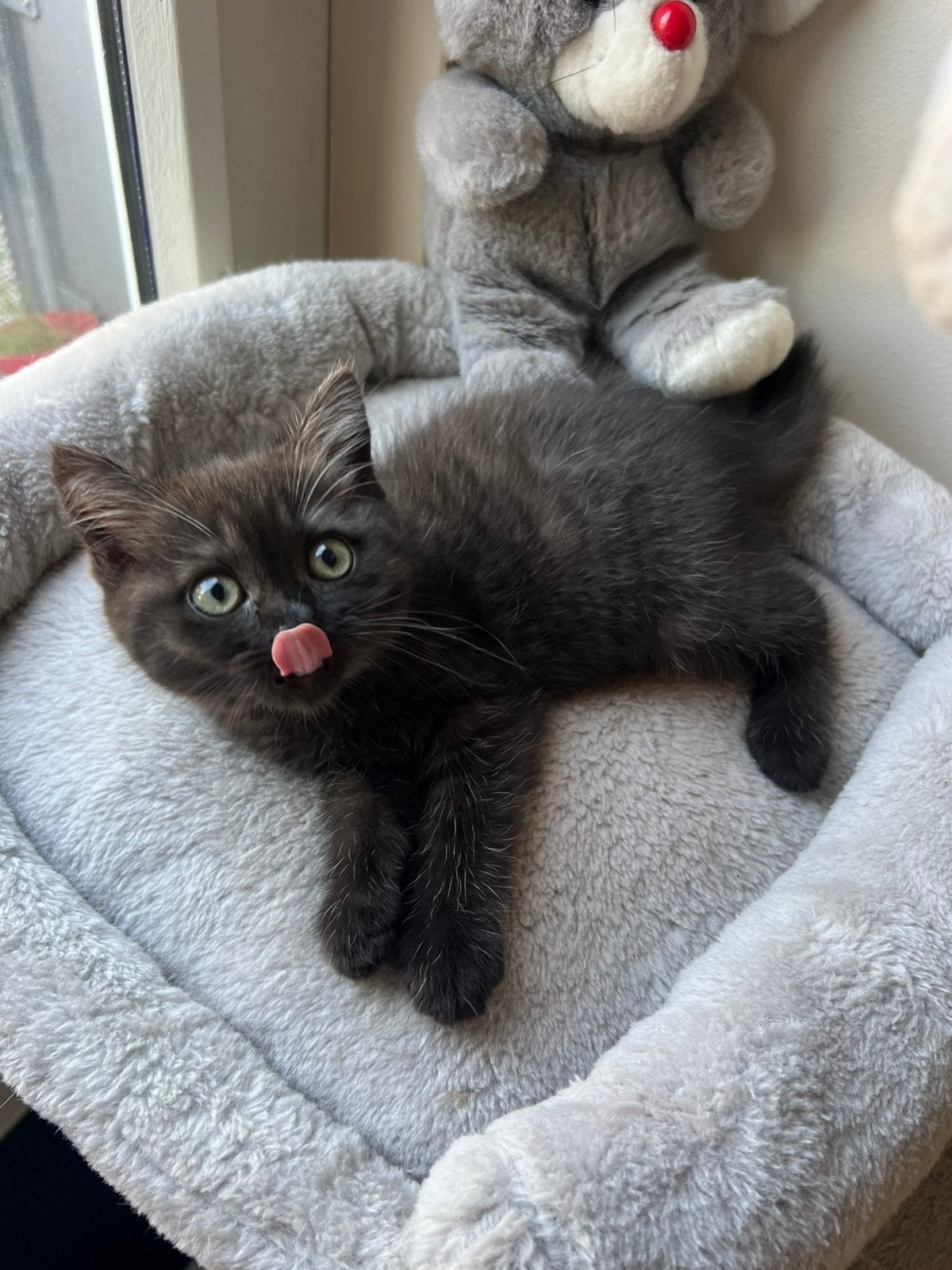 Te koop: 4 schattige kittens – Brits, Meerdere dieren