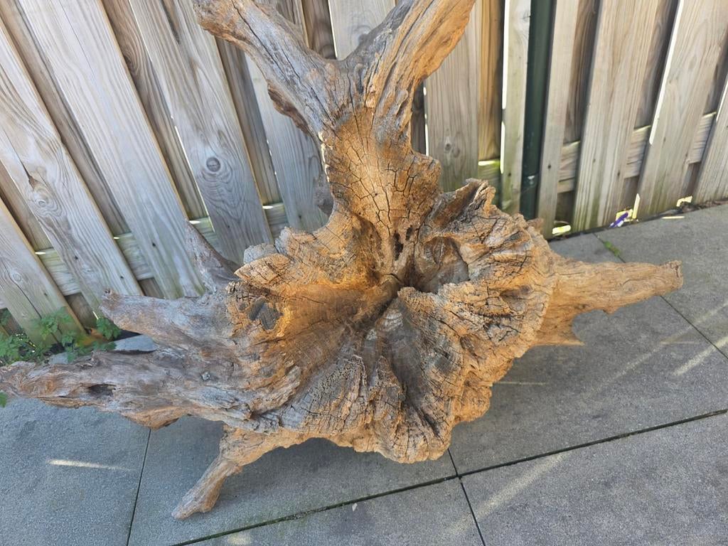 Mooi stuk hout voor in eem terrarium of als decoratie, Dieren en Toebehoren, Geslacht onbekend, Overige soorten