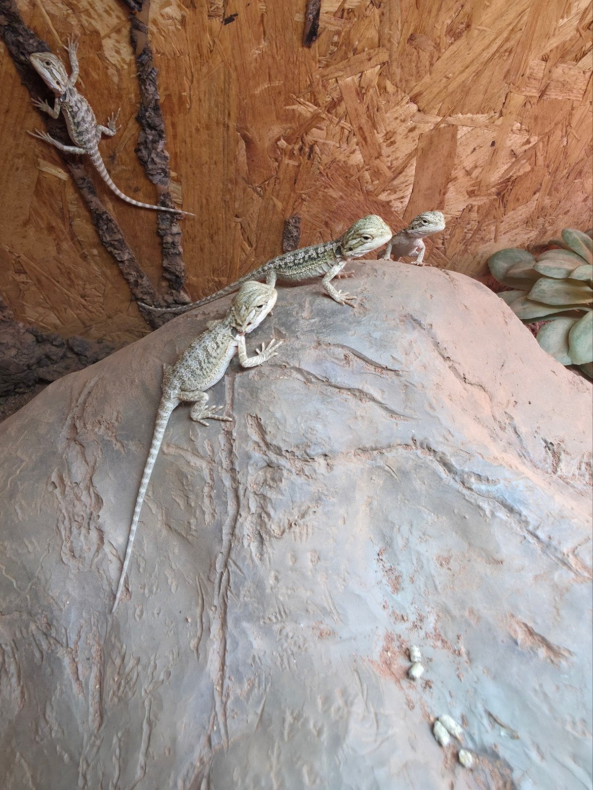 baardagaam jonkie.s te koop Bearded Dragon photo 12