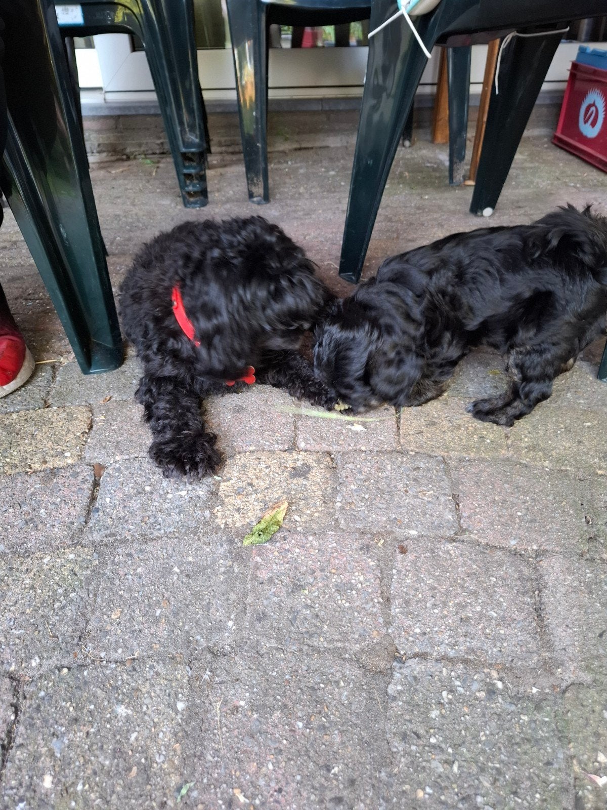 Boomer ShihTzu Maltese, Dieren en Toebehoren, Honden | Niet-rashonden, Parvo, Reu, 8 tot 15 weken, Eén hond