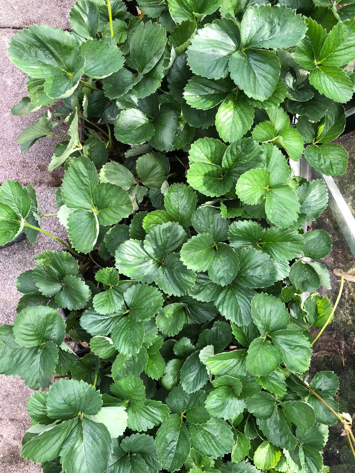 Aardbeien plantjes, Ophalen of Verzenden, Volle zon