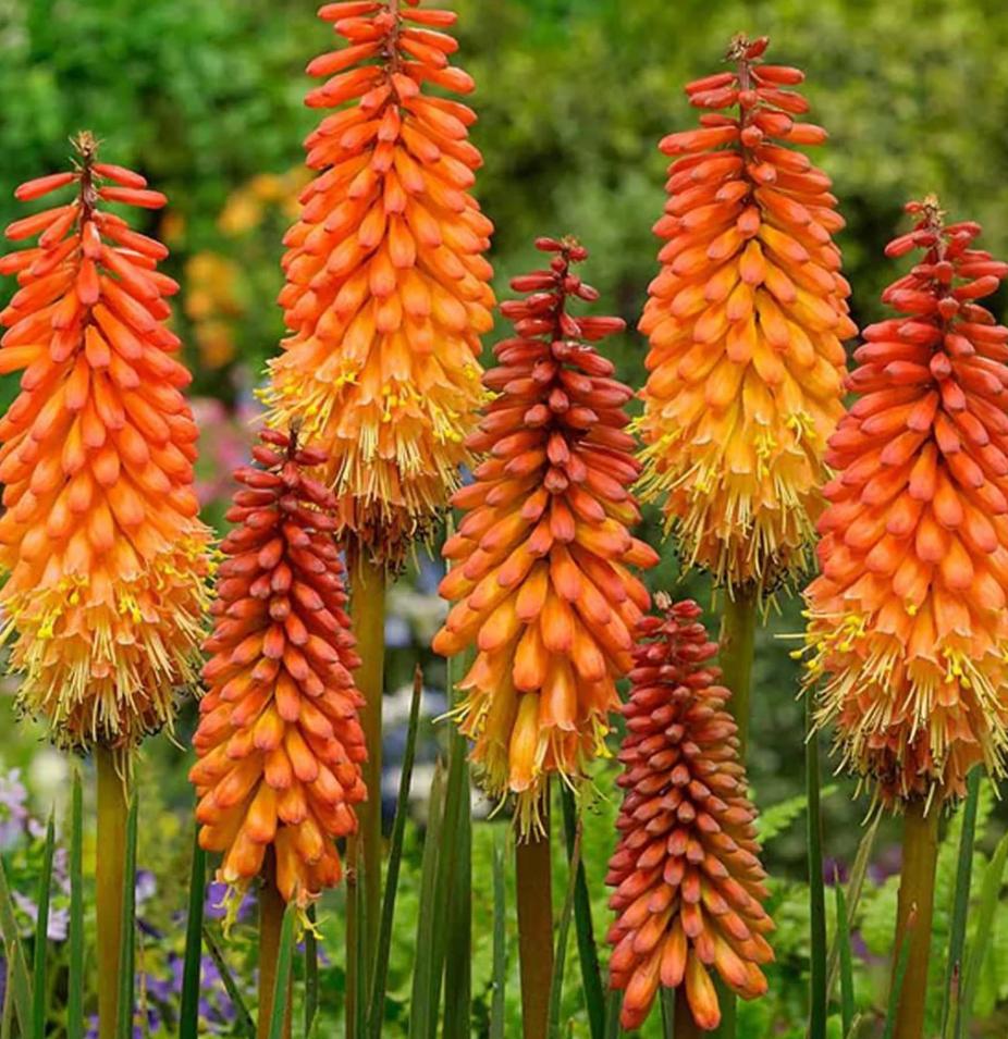 Vuurpijl plant - Kniphofia - Oranje/gele bloemen, Volle zon, Vaste plant, Zomer, Ophalen