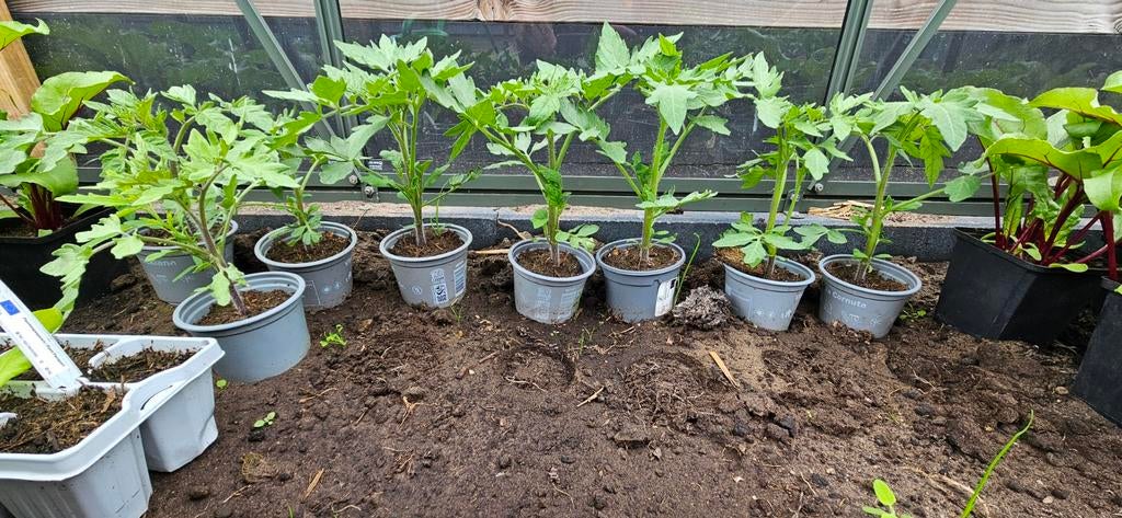 Tomaten planten te koop, Tuin en Terras, Ophalen, Minder dan 100 cm, Overige soorten, Zomer