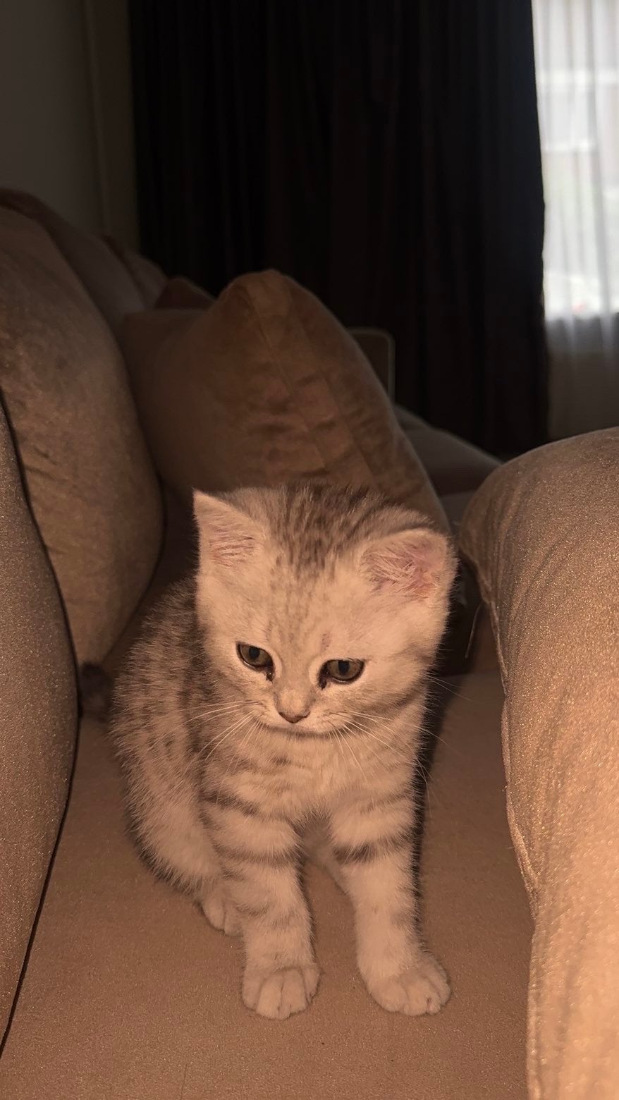 Britsekorthaar, Poes, Kortharig, 0 tot 2 jaar