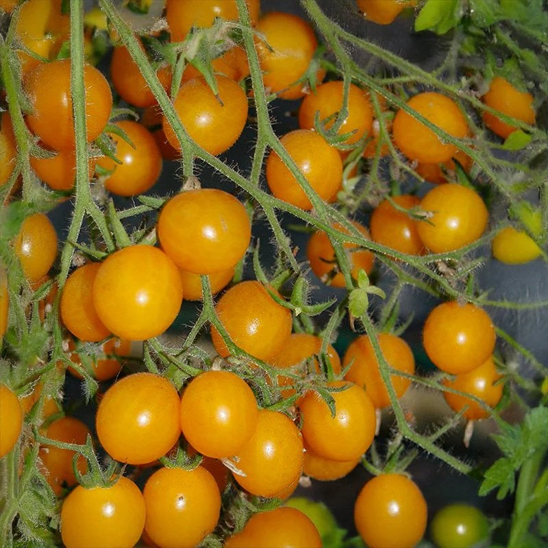 Cherry tomaat geel plant, Ophalen of Verzenden