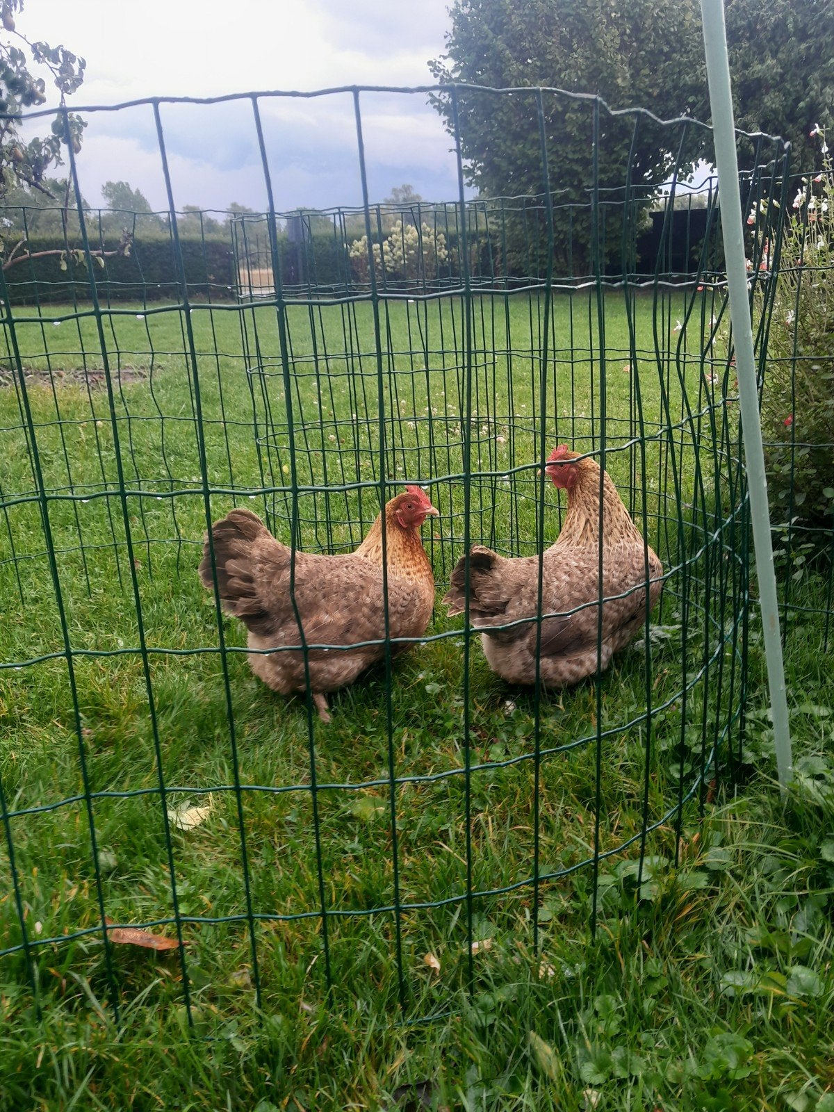 Bielefelder Kennhuhn kippen., Dieren en Toebehoren, Pluimvee