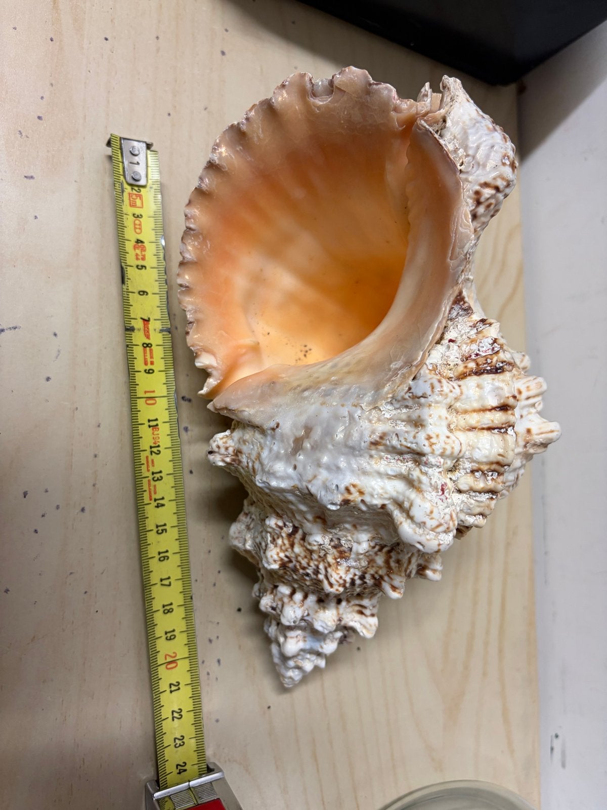 Grote decoratieve schelp - ca. 24 cm, Verzamelen, Ophalen of Verzenden, Gebruikt