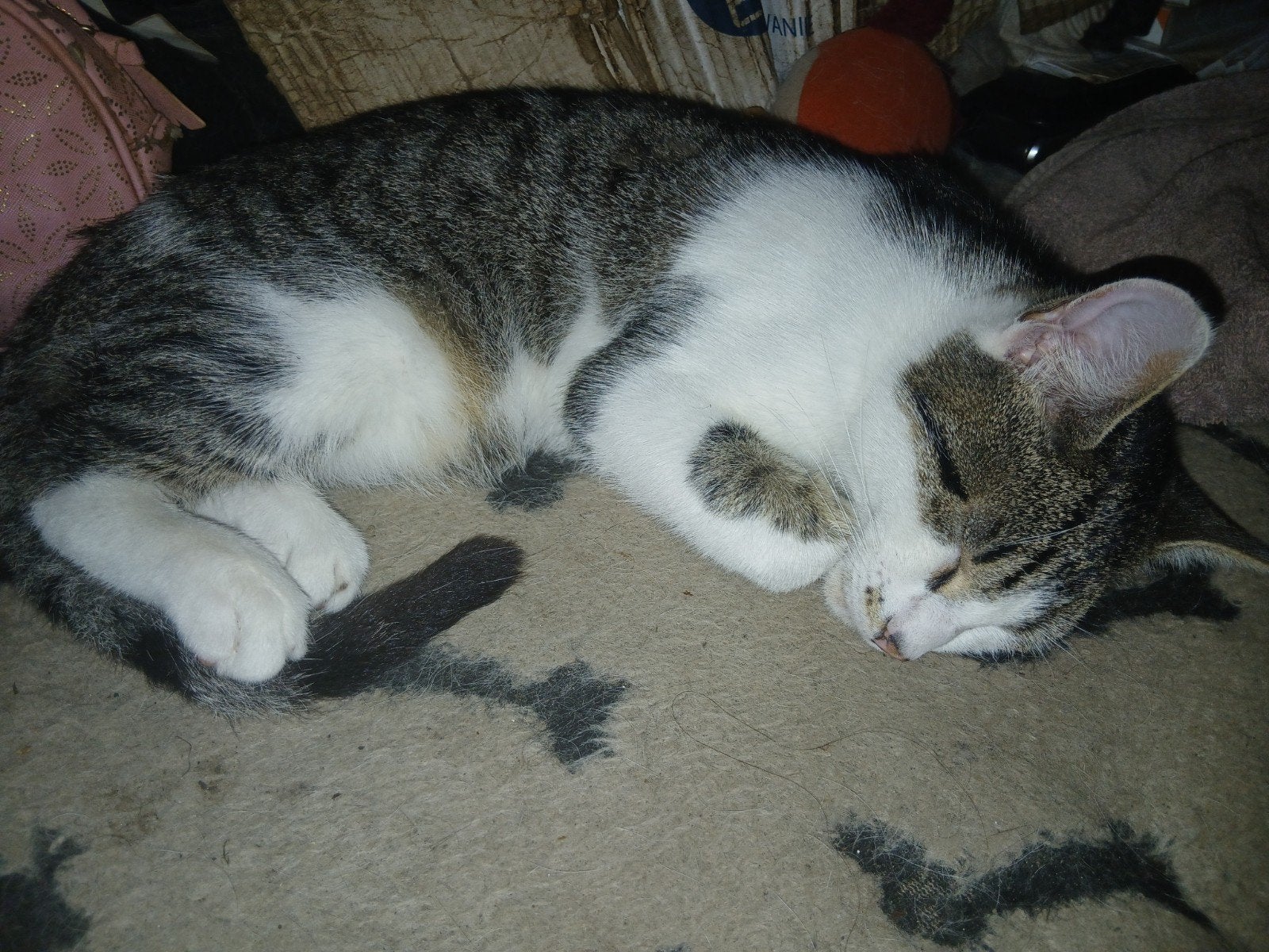 Kittens tekoop, 0 tot 2 jaar