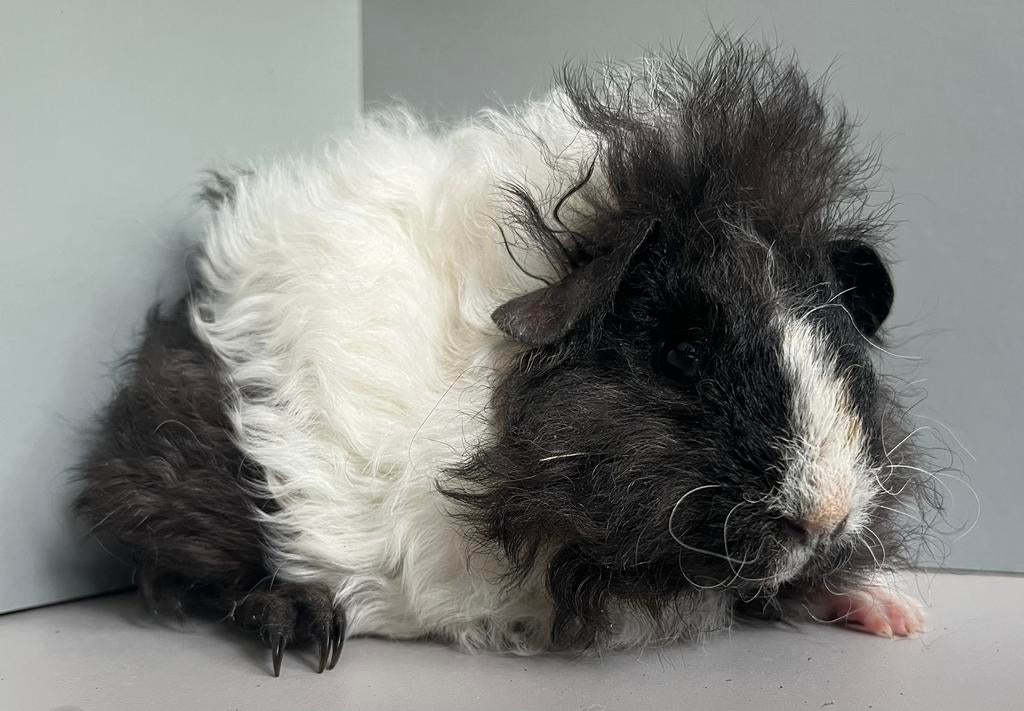 Lunkarya cavia zeugje, Dieren en Toebehoren, Knaagdieren, Maart, Vrouwelijk, Cavia