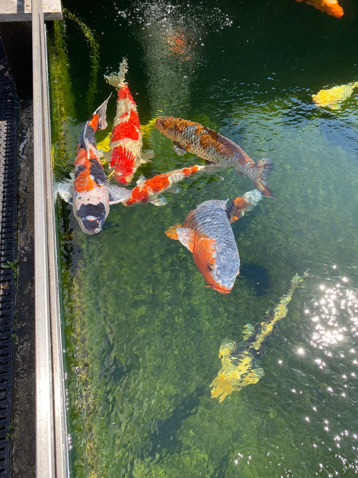Koi’s, filtersystemen, pomp etc, Vis