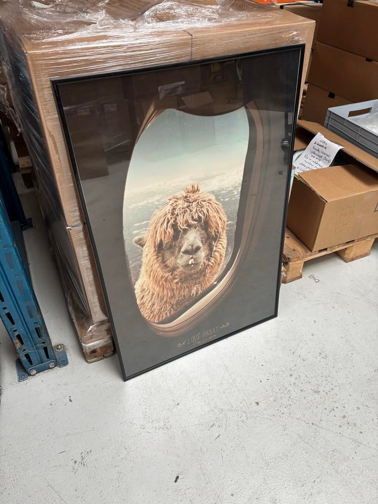 Grappige Lama in vliegtuigraam poster + lijst 60x90 cm, Ophalen, Zo goed als nieuw