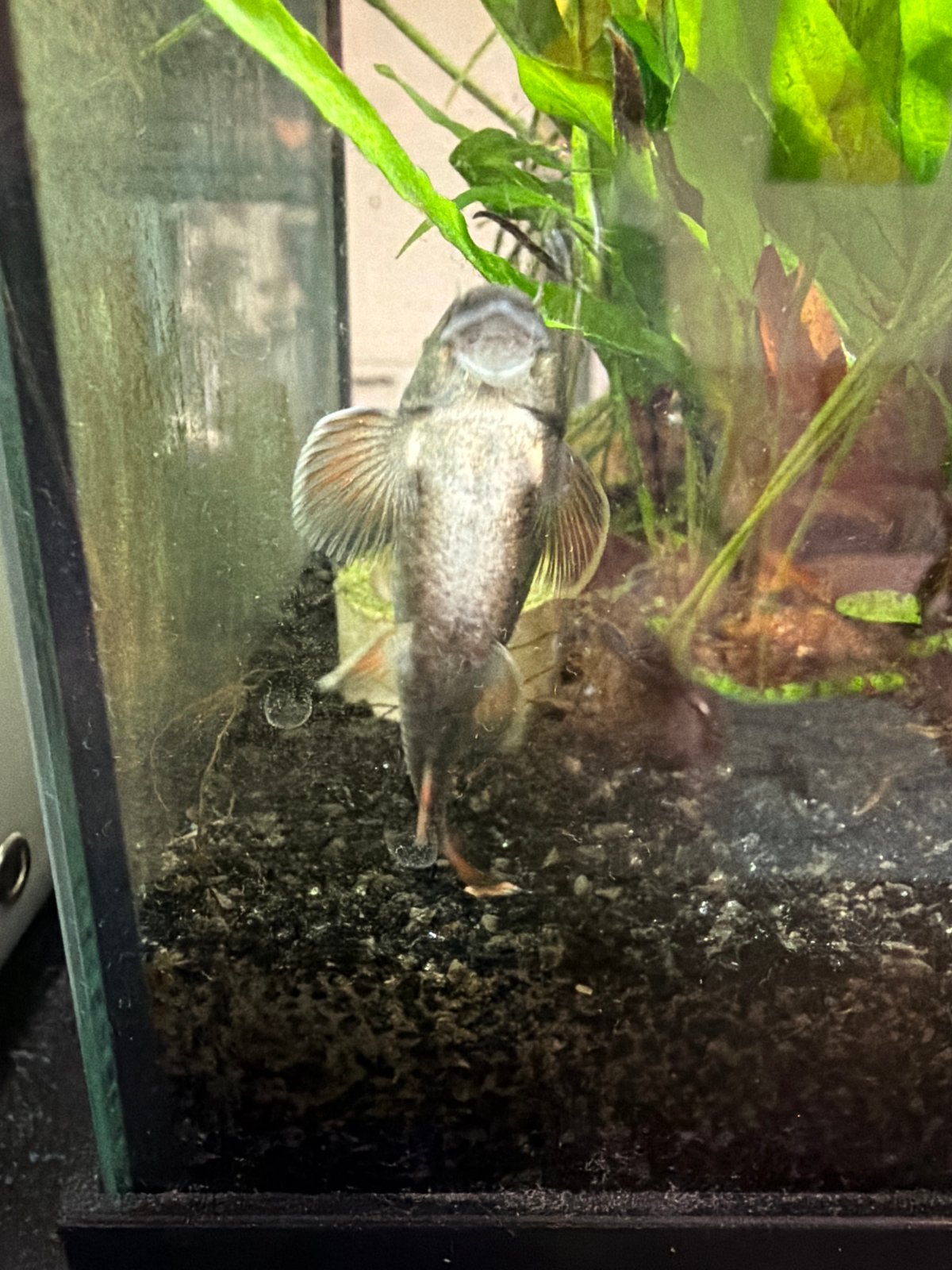 Gratis af te halen: Volwassen Panda Garra man (ca. 9 cm), Vis