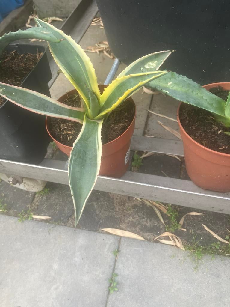 Agave blont, Ophalen of Verzenden, Bloeit niet, Overige soorten, Volle zon